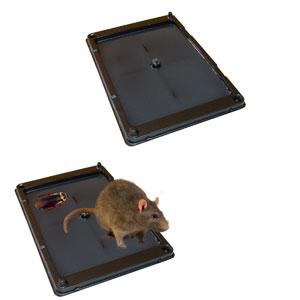 Lot de 2 plaques de Glu en Plastique pour rats et souris